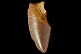 Serrated, Raptor Tooth - Real Dinosaur Tooth #88624-1
